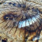 El increíble hallazgo tiene asombrados a los científicos.