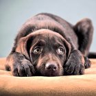 El 70 % de los perros puede sufrir ansiedad.