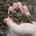 Los pesticidas han matado a millones de abejas en el Brasil en los últimos años.