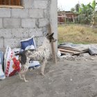 Darwin Octavio Muentes Moreira fue asesinado la noche del miércoles presuntamente por defender a su mascota, Camionero.