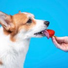 En el mercado existe variedad de opciones. Las frutas son una alternativa natural.