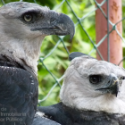 Ecuador y España se unen para proteger al águila harpía.
