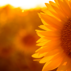El autor las plantó los girasoles en su propio estudio.