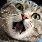 Hay 7 rasgos que pueden decir mucho de tu gato.