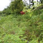 Manto de mora silvestre en una hacienda de la Isla San Cristóbal, el 20 de agosto de 2021, en el archipiélago de Galapágos (Ecuador).