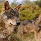 El lobo ibérico ha sido blindado y ha generado reacciones en España.