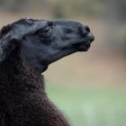 Imagen de una llama, en una fotografía de archivo.