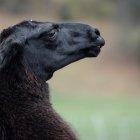 Imagen de una llama, en una fotografía de archivo.