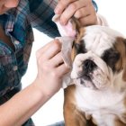 Basta un algodón humedo para limpiar las orejas en casa.