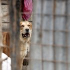 Los perros vigilan un terreno donde crían cerdos y siembran verduras.