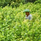 Los cultivos de coca