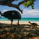Polluelos de esta rara ave de oceanía que vive hasta nuestros días habrían sido criados