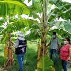 Agricultores están en alerta ante la posible llegada del temido hongo.