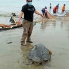 La tortuga que pertenece a una especie protegida fue puesta en el mar.