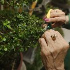 El arte de crear bonsais es considerado también una terapia que está siendo recomendada por los psicólogos.