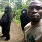 Fotografía de archivo de la gorila Ndakasi, una gorila que se hizo famosa en 2019 al posar en un "selfie" con otro primate y un guardabosques, y que ha muerto a los 14 años por enfermedad en el parque nacional de Virunga, el más antiguo de África, confirmó hoy a Efe un portavoz de esa reserva del este de la República Democrática del Congo. EFE/ Parque Nacional de Virunga/SÓLO USO EDITORIAL/SÓLO DISPONIBLE PARA ILUSTRAR LA NOTICIA QUE ACOMPAÑA (CRÉDITO OBLIGATORIO)