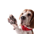 Las largas caminatas puede deteriorar las almohadillas.