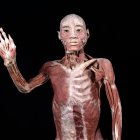 Cuerpos en conservación es la exposición que te enseñará a conocer mejor tu organismo.