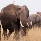 Los elefantes son un imán para los cazadores y buscadores de marfiles.