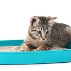 La arena debe ser fina para que no se quede en las patas del felino.