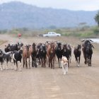 El perro lleva a pasear a las cabras 2 km de trayectoria diaria