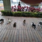 Los gatitos se alimentan dos veces al día.