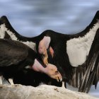 Los científicos explicaron que los polluelos de cóndor nacieron de un óvulo que se reprodujo asexualmente.