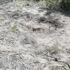 En este lugar fue hallado el cadáver de Nataly Ashqui. Perros habrían escarbado la tierra y puesto al descubierto el crimen.