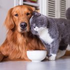 Perros y gatos pueden dormir con humanos siempre y cuando hayan sido acostumbrados desde cachorros.