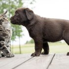 En Brasil obligan a pagar pensión alimenticia a cinco mascotas