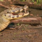 Una familia fue rescatada de un río infestado de lagartos en Bolivia.