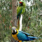 Unas de las aves más llamativas por su colorido plumaje.