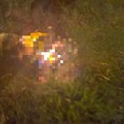 El perrito necesita constantes tratamientos para recuperarse de sus heridas.