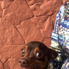 Maquiao es una abreviación del nombre del boxeador filipino Manny Pacquiao. El can tiene 5 años y 7 meses y es de color café.