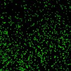 Científicos descubren un microbio marino que produce oxígeno en la oscuridad