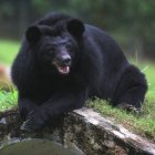 Un plantígrado hembra fue sacrificado en Florida luego de atacar a una mujer.