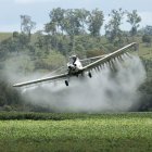 Las fumigaciones con el letal insecticida para erradicar