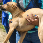 A consecuencia del golpe, el animal quedó con una de las patas heridas.