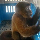 Estrellita convivió con humanos por 18 años y falleció en un zoológico luego de ser decomisada