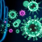 La inmunidad innata puede ser la clave para encontrar la cura para el coronavirus.