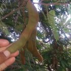 No solo que se comenzó a producir, sino que el fruto incluso tiene ahora mayor tamaño, según los agricultores.