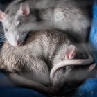 Como los humanos, las ratas son capaces de estimar la duración de sus actos