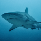 Según un estudio, nueve personas perdieron la vida en 2021 a causa de mordeduras de tiburón "no provocadas".