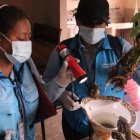 El Ministerio de Salud afirma que personal de la entidad acudió por dos semanas al sector de vía a la Costa y no halló al mosquito portador