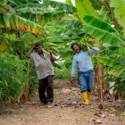 Las plantaciones de plátano se encuentran en plena producción. Los agricultores les dan todos los cuidados para evitar plagas.