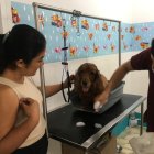 Maricela Menéndez y el veterinario Guillermo Torres, durante una sesión de terapia a Ringo, un coker spaniel de 9 años,.