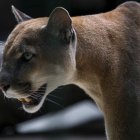 Se denunció ante Fiscalía el asesinato de un puma.