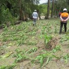 Los cultivos de maíz arrasados por el deslizamiento de agua y lodo.