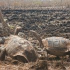 Tortugas gigantes de la que hasta ahora se creía era de la Geochelone chatamensis. Esta, en realidad, estaría extinta.