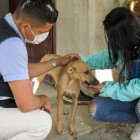 En otras ocasiones, los canes han sido rescatados por el equipo. Esta vez, no se pudo. Por lo que la dependencia actuará de forma legal.